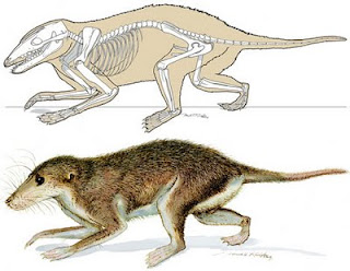 mamiferos del cretaceo Maotherium