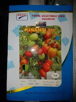 tomat kinanti, lmga agro, toko pertanian, online, jual benih tomat