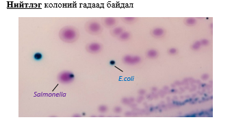 COLOREX Salmonella