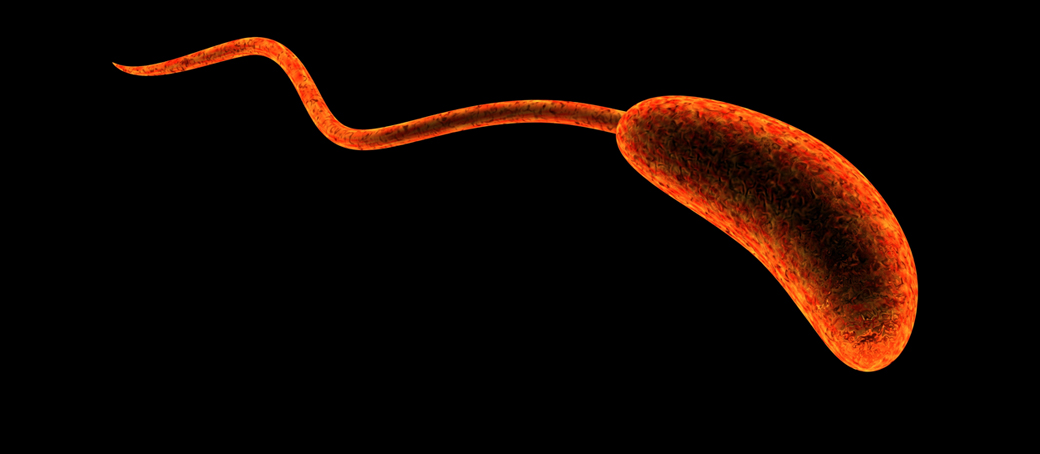 ParaMicroBio: El cólera