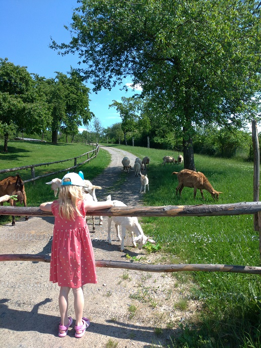 zvířata ve skanzenu v Kouřimi