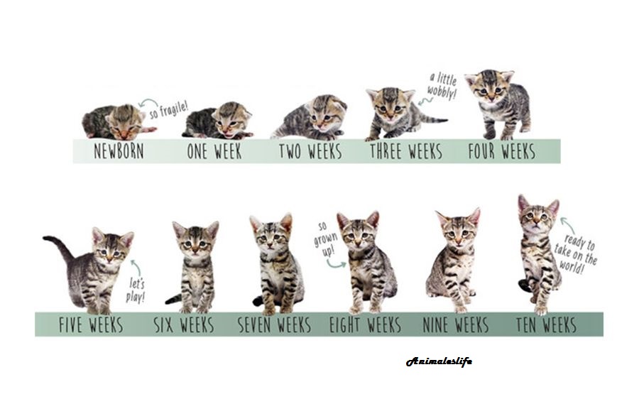 How to determine the age of a cat