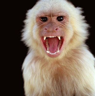 Angry+monkey.jpg