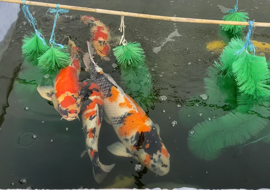 Koi Fry In Production! Byer Koi Farm