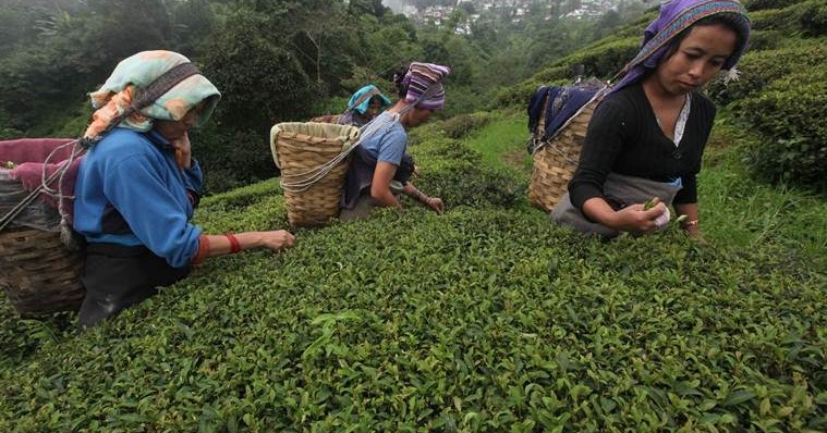 Indian Tea Industry & It’s Export Potential in ASEAN Countries