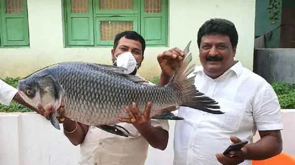 News, National, India, Hyderabad, Telangana, Father, Daughter, Food, Marriage, Andhra dad gifts newlywed daughter 1000kg fish, 250kg sweets, 10 goats
