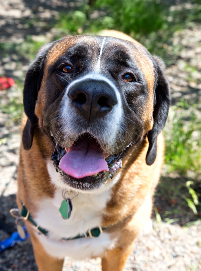 Shelter Dogs of Portland "HAZEL" wonderful St Bernard/mastiff mix