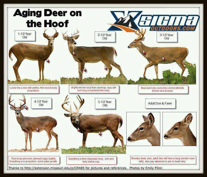 Deer Hair Identification Chart