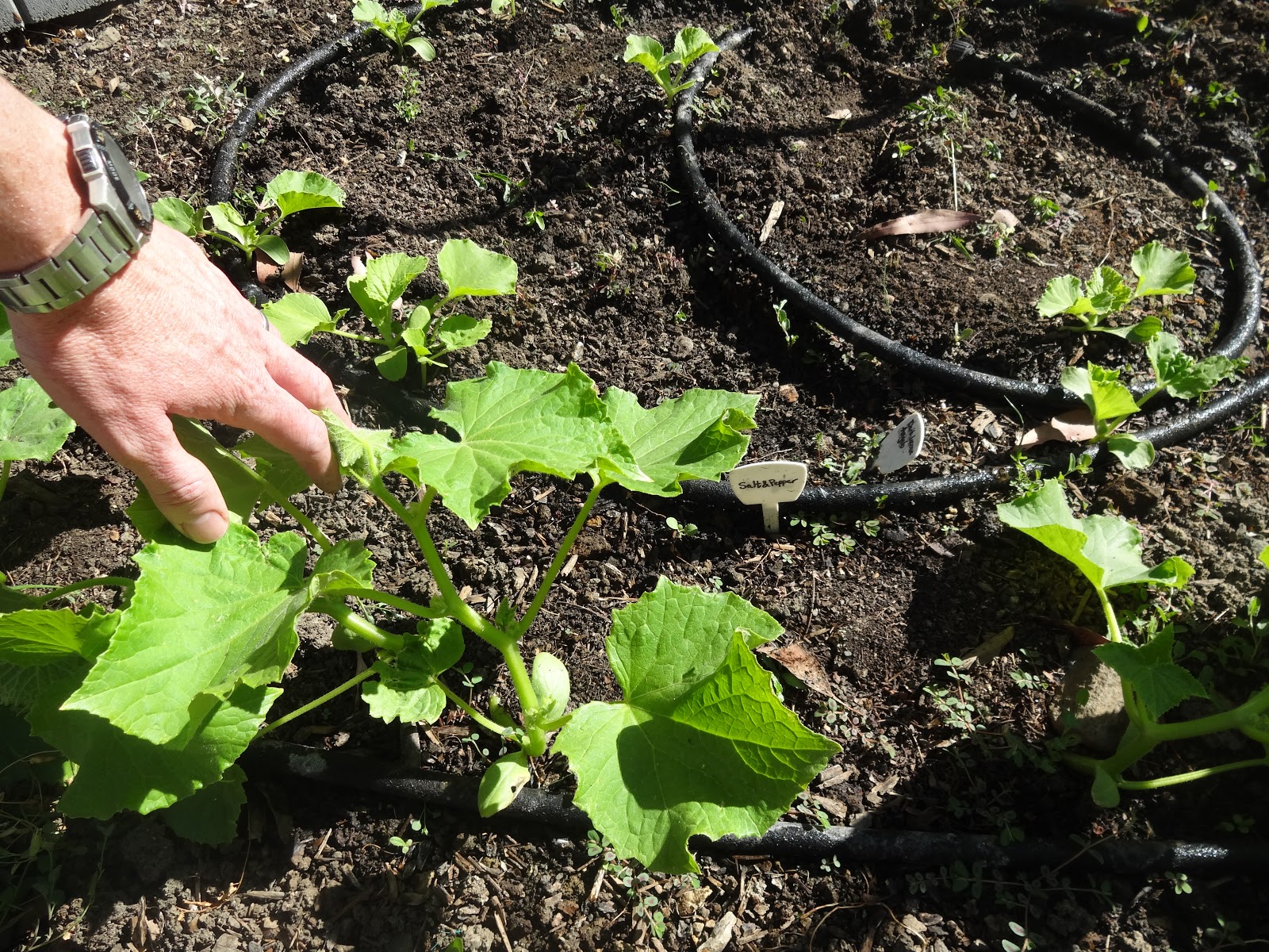 The Scientific Gardener Salt and Pepper Cucumber