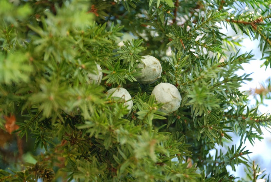 Andız — Vikipediya