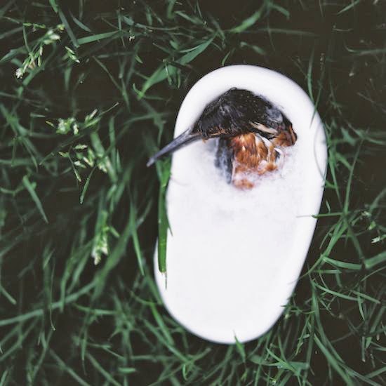 Emir Ozsahin fotografia Pastel Deaths animais mortos como dormindo