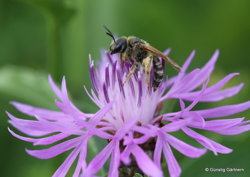 Bertholdsfotos Mai 2017