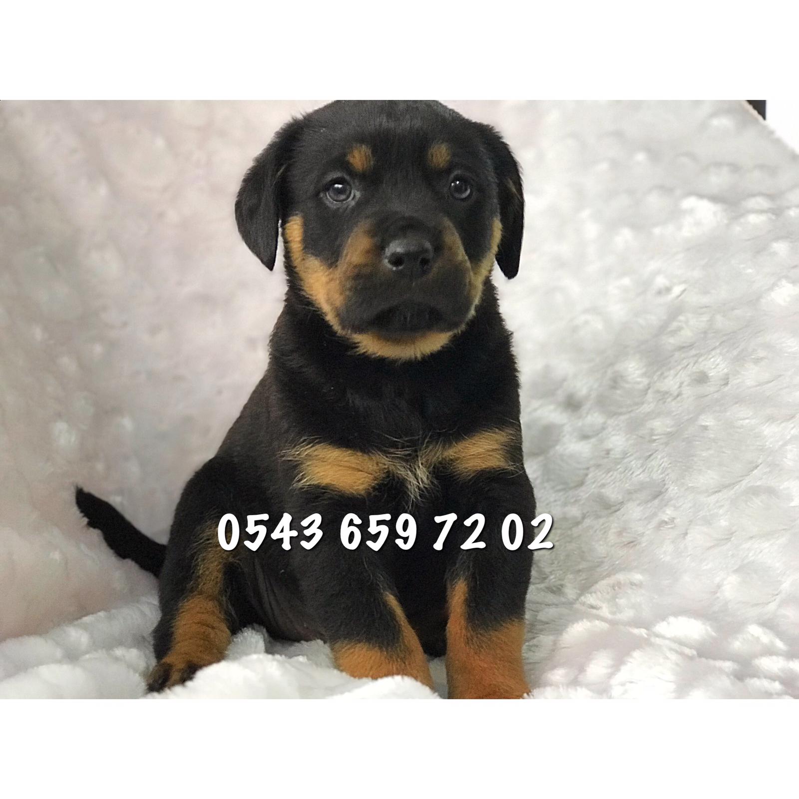 Satilik Rottweiler Yavrusu Fiyatlari Ilanlari Evcil Kopek Ilani