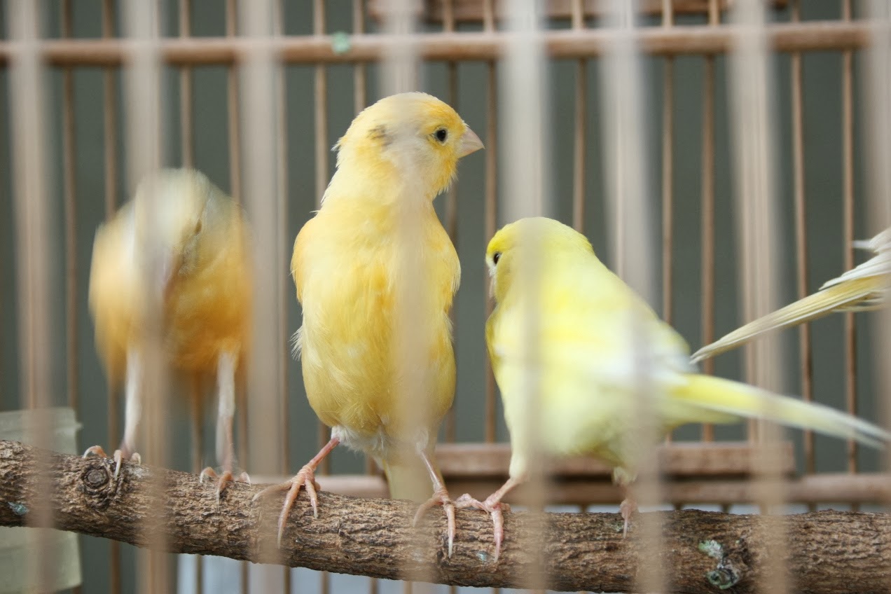 Harga Burung Jalak Suren Yg Sudah Gacor - Harga C
