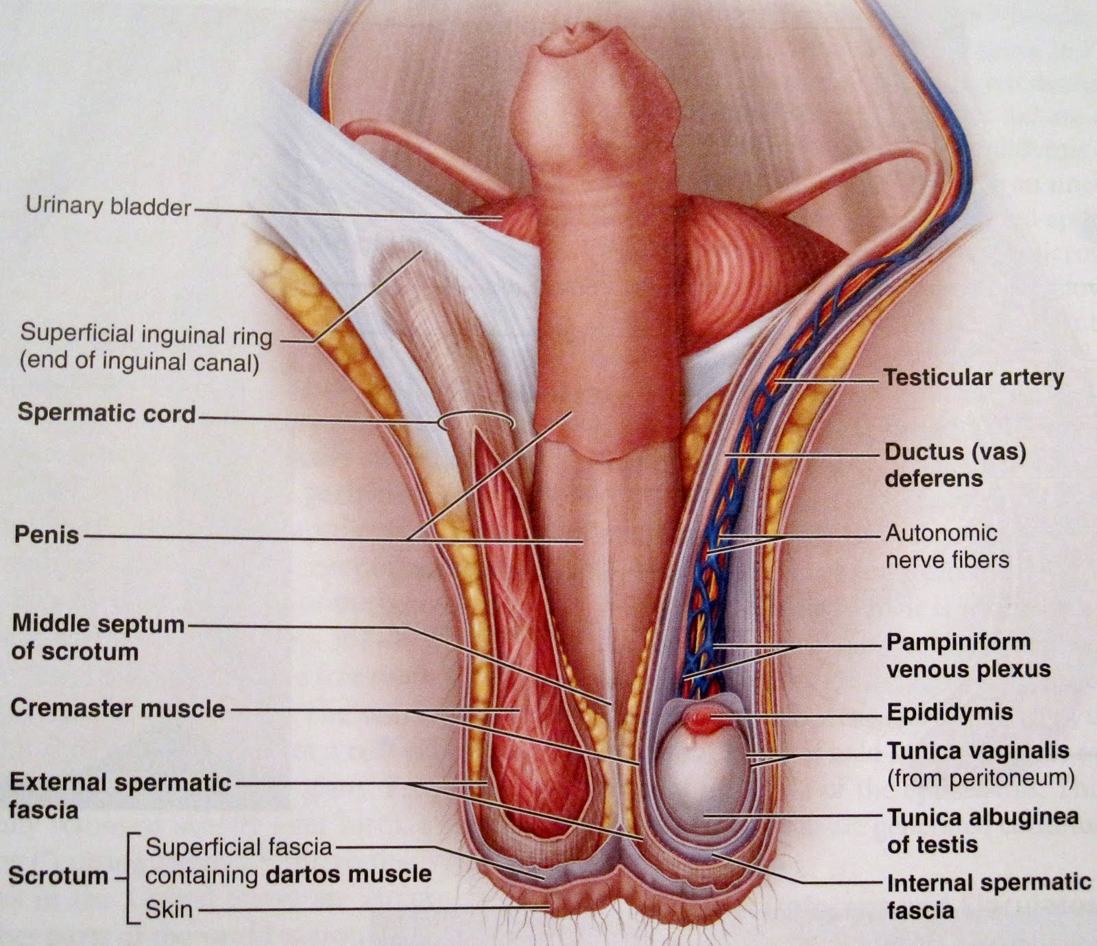 Anatomy And Physiology 2 Eportfolio Objective 79 Mommy