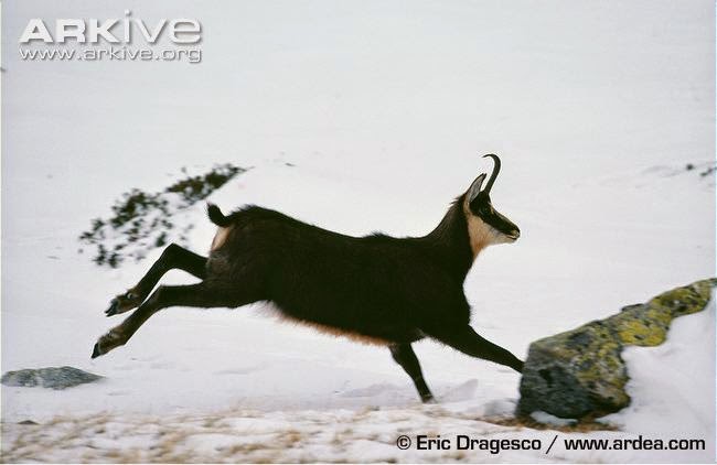 Northern chamois