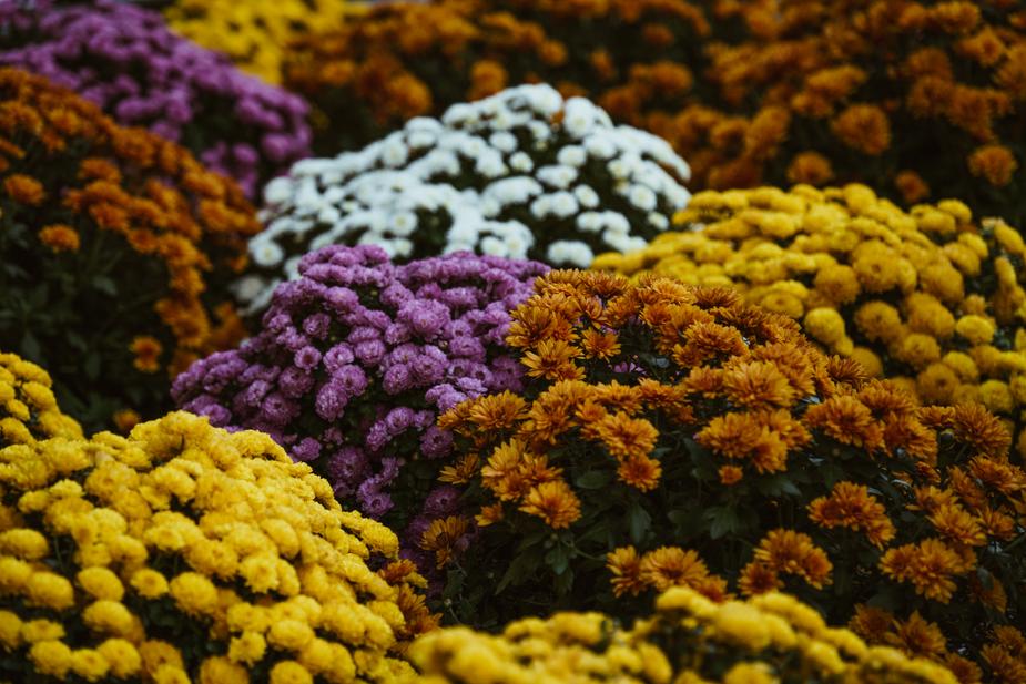 Beautiful Flower For Wallpaper Beautiful Flower For Wallpaper