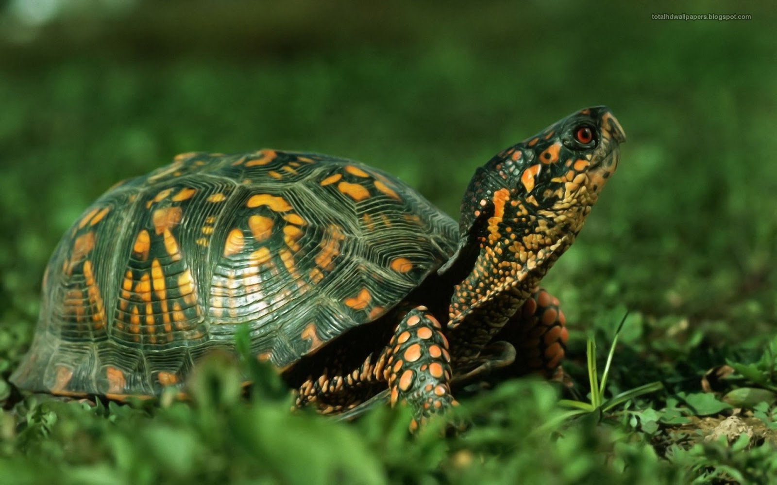 My Celebrities Tortoise wallpapers hd