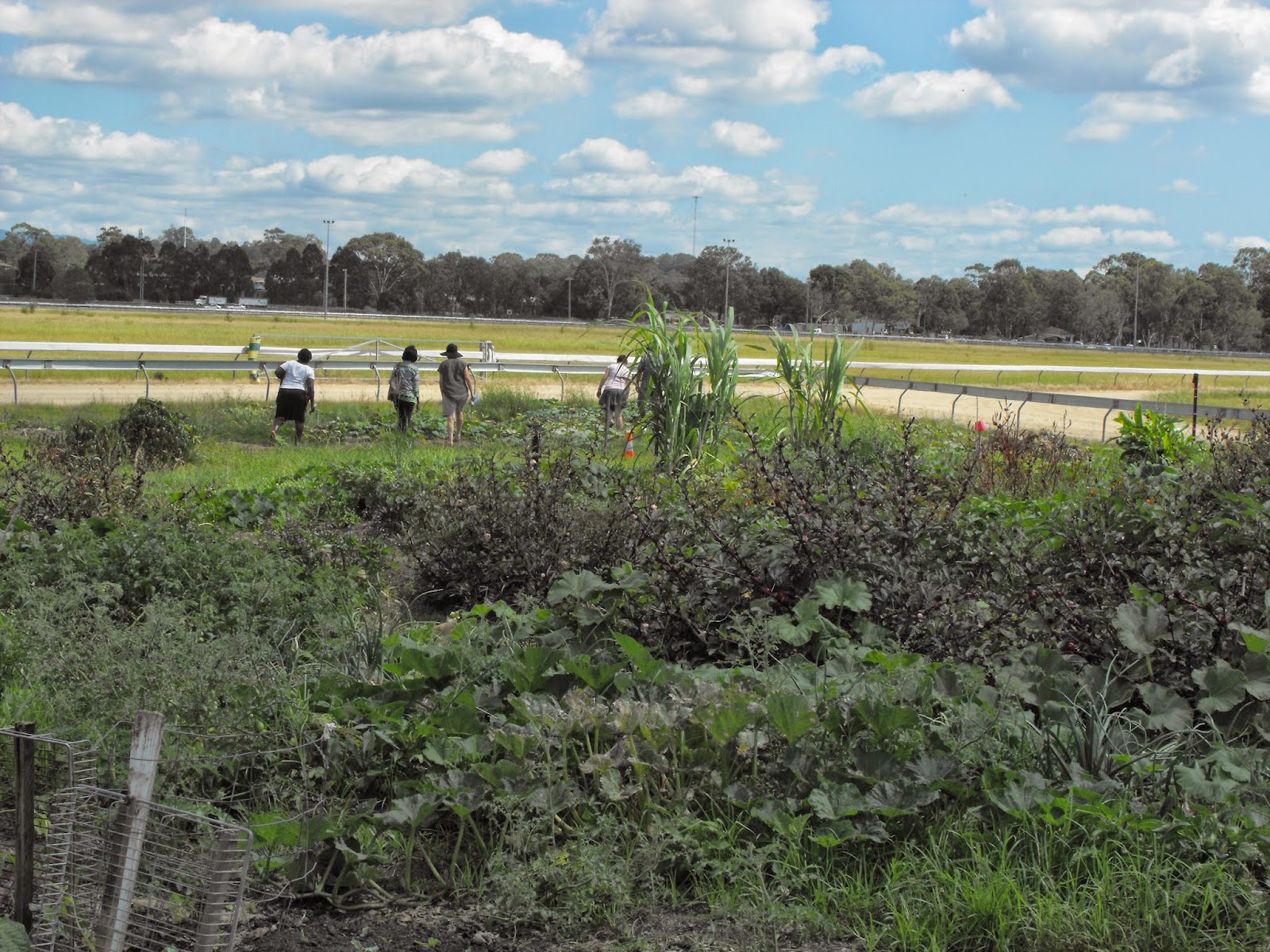 Brisbane City farmer Sandgate PCYC community gardens Racetrack farm