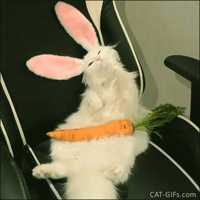 Funny Cat GIF • Amazing “Cabbit” grooming himself before eating his giant carrot hahaha Funny Cat GIF • Amazing “Cabbit” grooming himself before eating his giant carrot hahaha