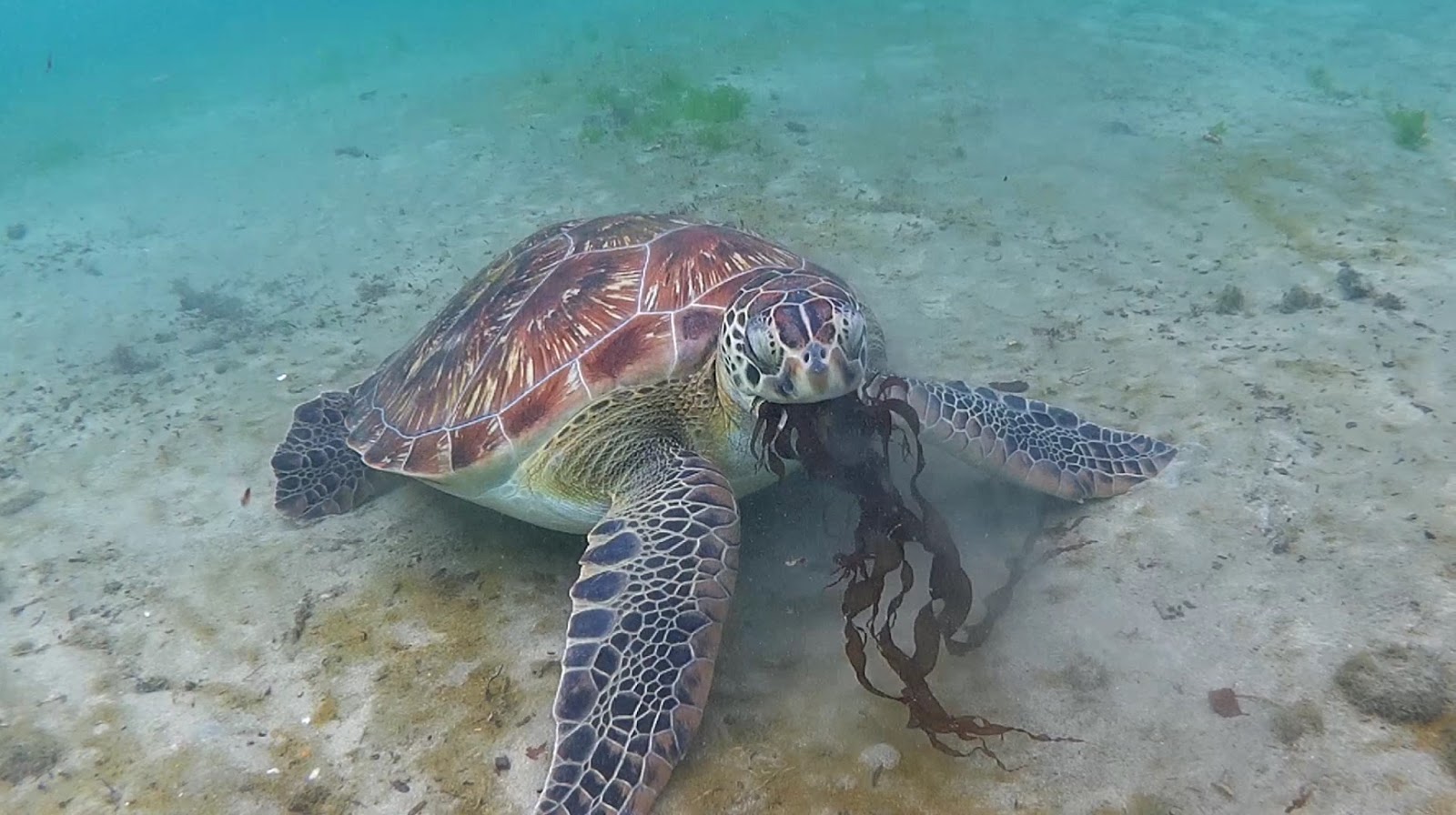 Y A T Il Des Requins En Martinique Martinique : Saint-Pierre et les anses à tortues - Les Gommettes de Melo