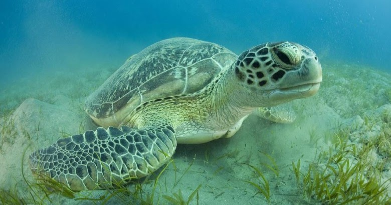 Mengapa Penyu Hijau Bersifat Herbivora, tapi Anak Penyu