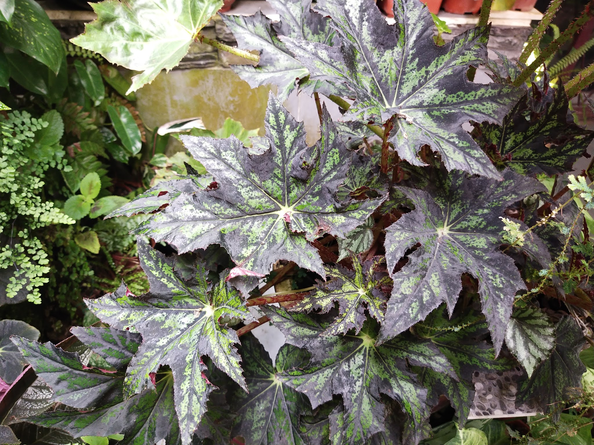 Garden Chronicles of James David Star Begonia / Begonia heracleifolia