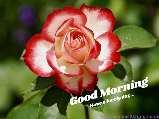 good morning rose images download