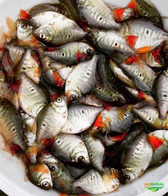 Supplier Jual Ikan Bawal Bibit & Konsumsi Samarinda, Kalimantan Timur Harga Murah