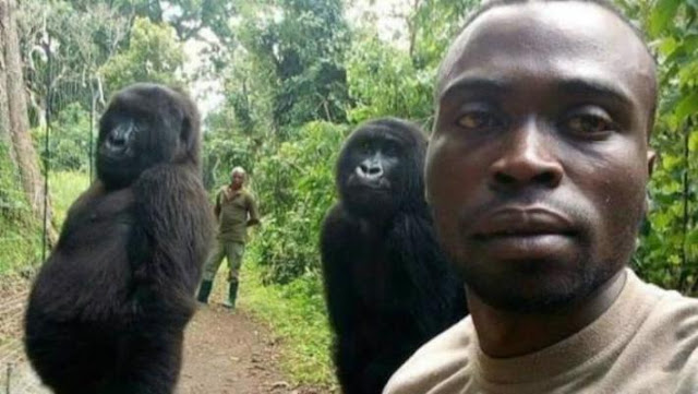 Guardabosques cuenta la historia de la selfie con gorilas