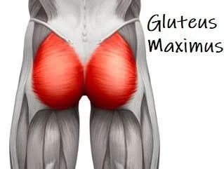 GLUTEUS MAXIMUS MUSCLE IN HUMAN BODY