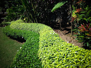 Fresh Plant Leaves Winding Garden Shape In The Yard At Buddhist Monastery In Bali Indonesia