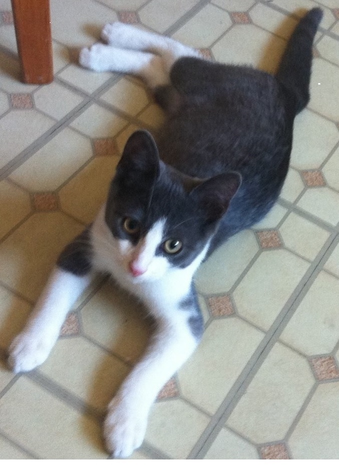 Lancaster & Morecambe Pet Search Lost Cats