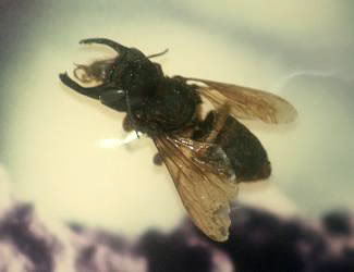 Lebah Terbesar Di Dunia berasal Dari Indonesia Lho... - Responsive Blogger Template