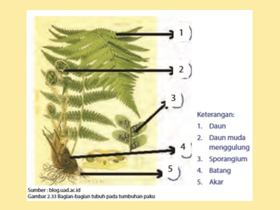 Reproduksi Tumbuhan Paku dan Lumut - IPA MTs