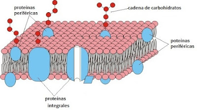 Imagem da membrana plasmática de uma célula animal.
