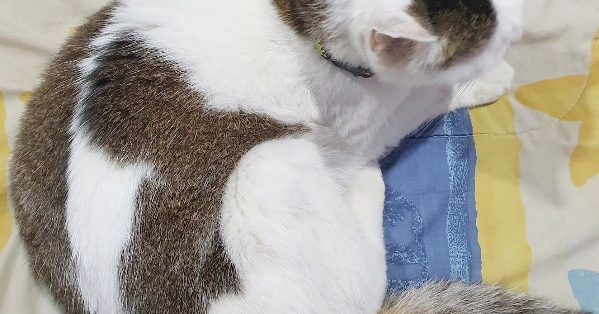 Tribute for Popo Our Beloved 15 Year Old Cat Last Days Journey