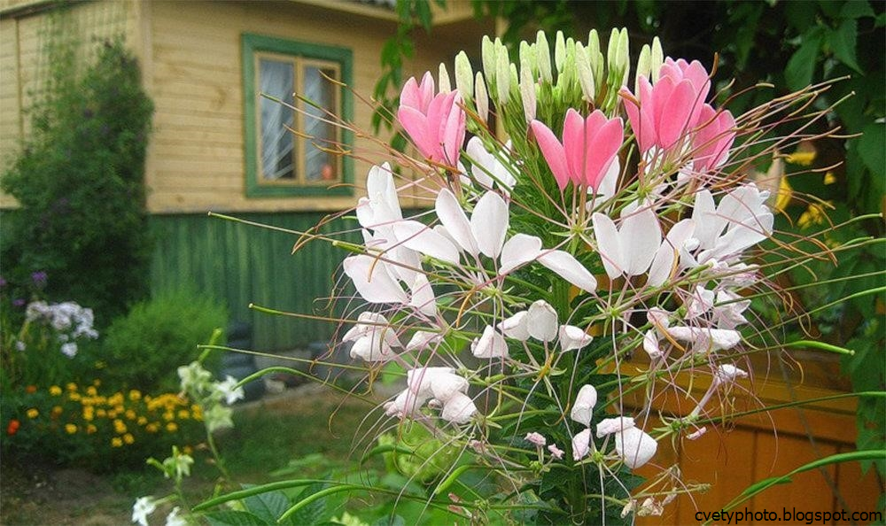 клеома условия выращивания. клеома условия выращивания. клеома смесь. клеома условия выращивания. клеома куст.