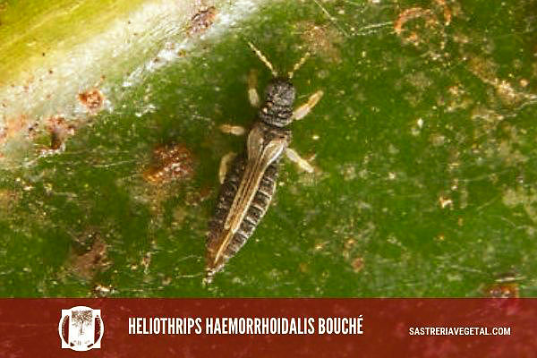 El Trips Heliothrips haemorrhoidalis Bouché es un diminuto insecto está extendido por todo el mundo y ataca gran número de plantas