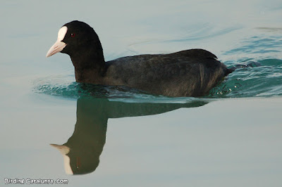 Fotja vulgar (Fulica atra)