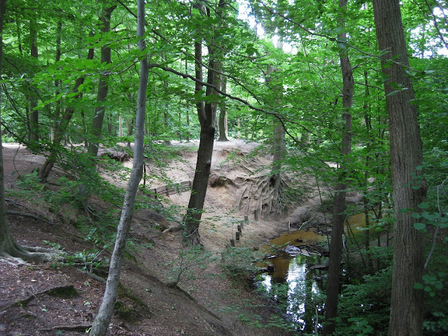 German forest with stream