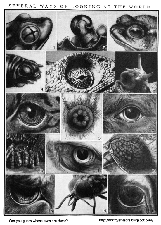 Whose Eyes Are These? Thrifty Scissors