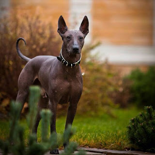 Everything about your Xoloitzcuintli