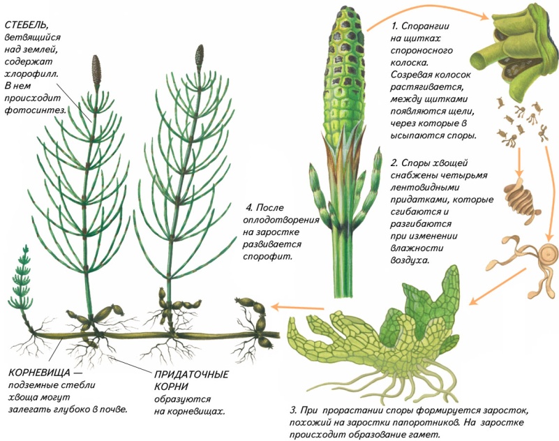 К какому классу относят растение схема самоопыления которого показана на рисунке 1 хвощевые хвойные