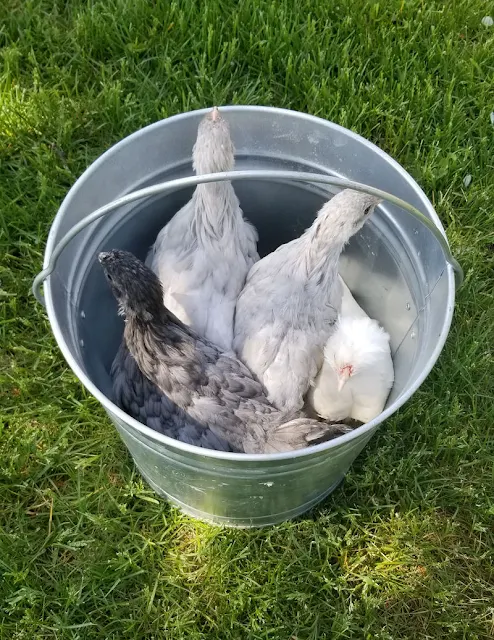 large chicks in metal pail