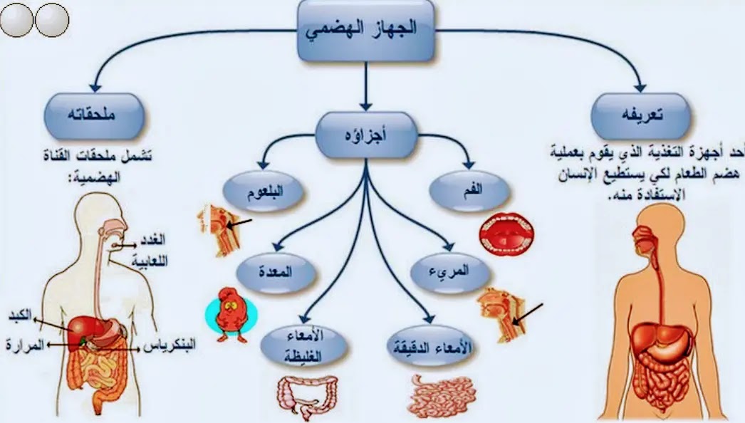 مكونات الجهاز الهضمي و عملية هضم الطعام