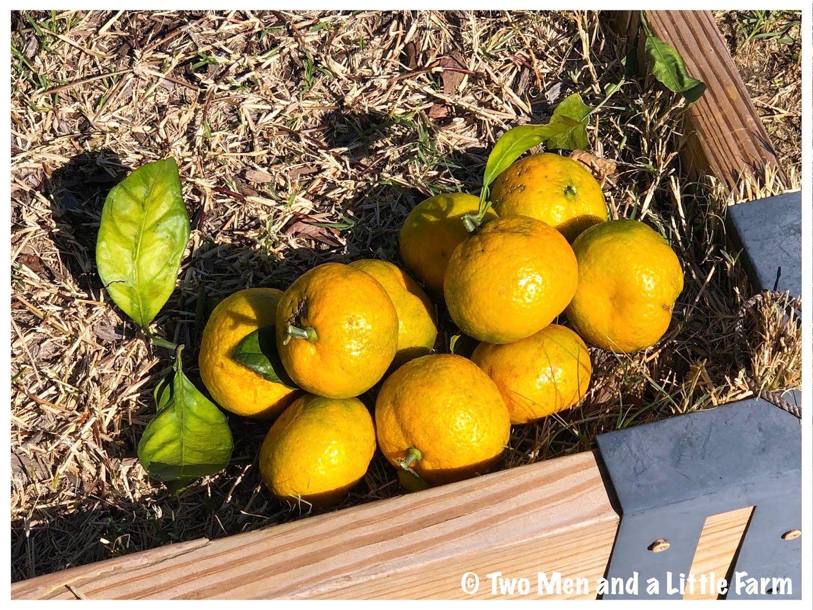 Two Men and a Little Farm SATSUMA ORANGE HARVEST