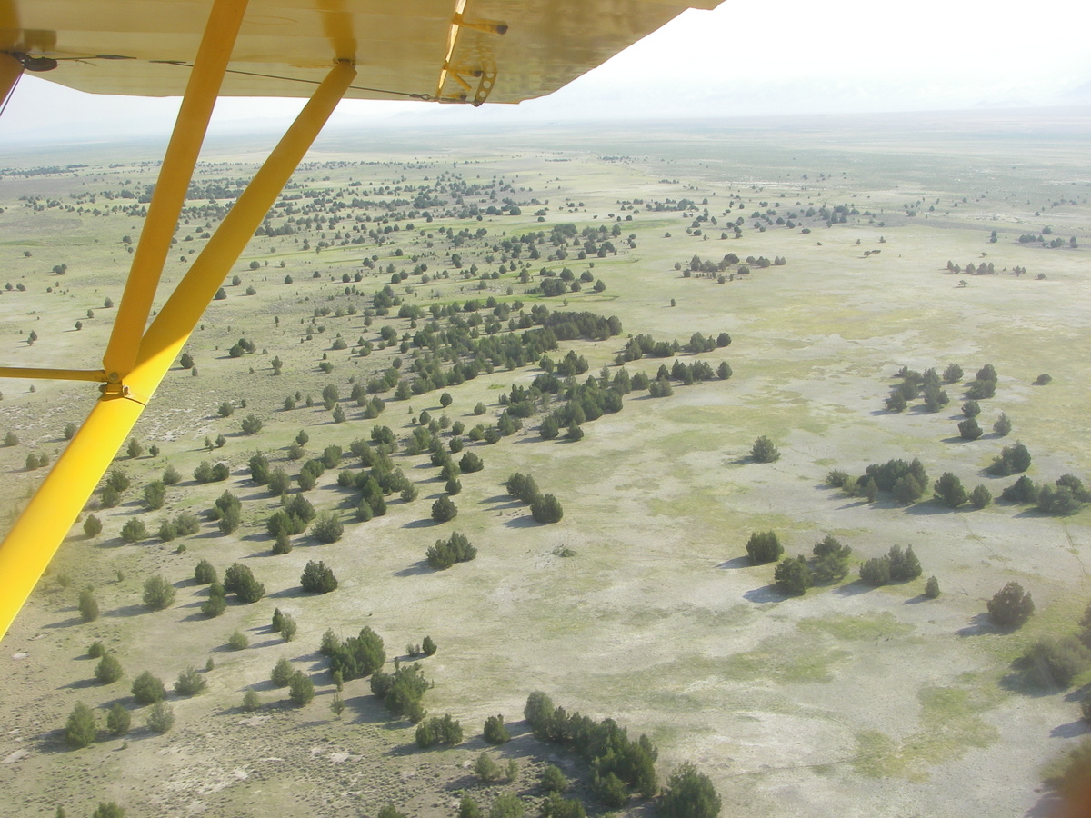 Desert Survivor A Visit to the Swamp Cedars, White Pine County, Nevada