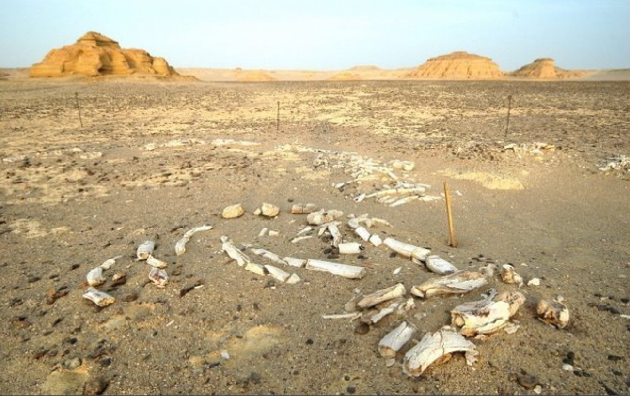 Скелеты сахары. Долина китов Вади-Аль-хитан. Вади Аль хитан Египет. Пустыня Вади Аль-хитан. Вади-Аль-хитан («Долина китов») - местонахождение окаменелостей.