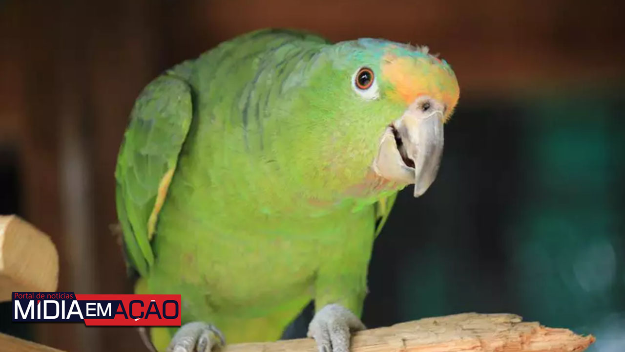 Zoológico afasta cinco papagaios que estavam 'ensinando' palavrões aos demais